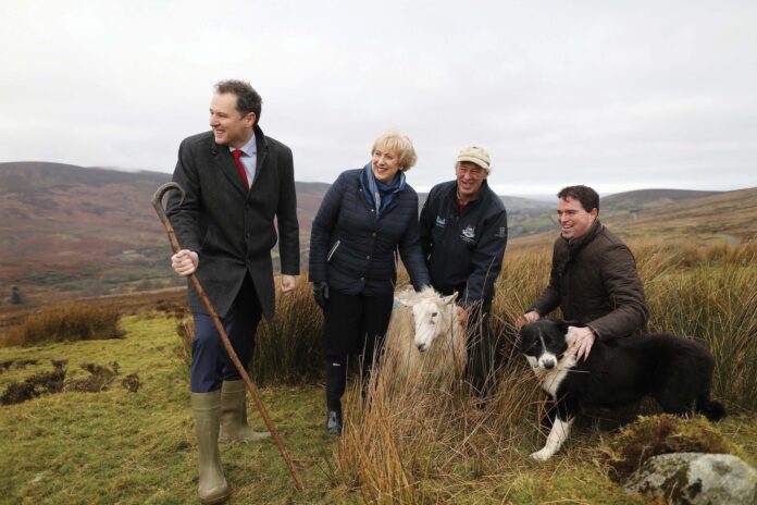 NO FEE MIN HUMPHREYS SHEEPDOGS JB3